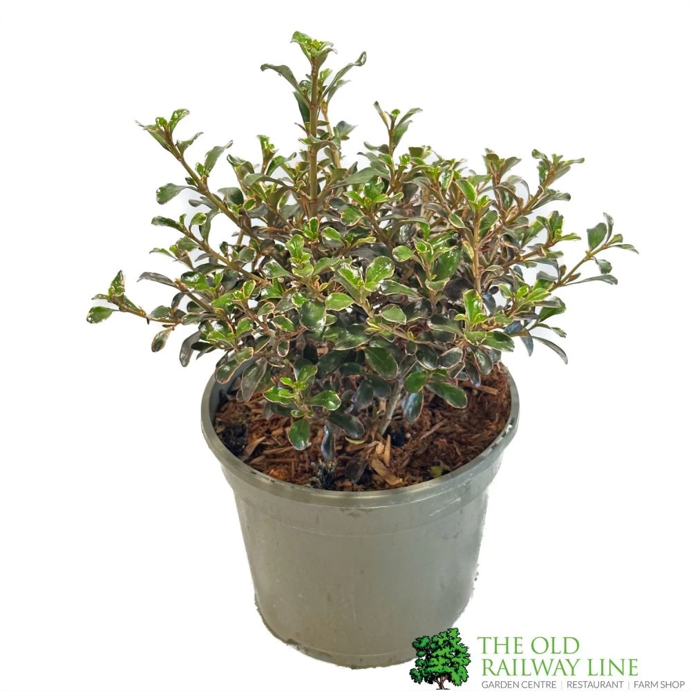 Coprosma 'Fireburst' 3Ltr Pot 3 Coprosma 'Fireburst' 3Ltr Pot
