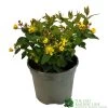 Hypericum 'Berry Red' St Johns Wort 3Ltr Pot 2 Hypericum 'Berry Red' St Johns Wort 3Ltr Pot -Gardenia Shop 5050704641493