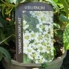 Viburnum 'Summer Snowflake' 3Ltr Pot 1 Viburnum 'Summer Snowflake' 3Ltr Pot -Gardenia Shop 5055028606586