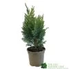 Chamaecyparis Lawsonia 'Columnaris Glauca' Conifer 3Ltr Pot 2 Chamaecyparis Lawsonia 'Columnaris Glauca' Conifer 3Ltr Pot -Gardenia Shop 5055028608573
