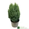 Chamaecyparis Lawsoniana 'Snow White' Conifer 5Ltr Pot -Gardenia Shop 5055028609204