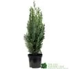Chamaecyparis Lawsoniana 'White Spot' Conifer 3Ltr Pot -Gardenia Shop 5055028612464 89e1d63b 3abc 4430 b905 9ff33733196f