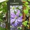 Clematis 'Prince Charles' 2Ltr Pot 2 Clematis 'Prince Charles' 2Ltr Pot -Gardenia Shop 5055028613928