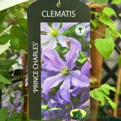 Clematis 'Prince Charles' 2Ltr Pot