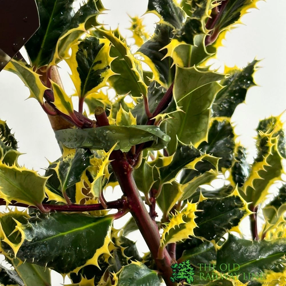 Ilex Aquifolium 'Ferox Argentea' Silver Hedgehog Holly 3Ltr Pot 4 Ilex Aquifolium 'Ferox Argentea' Silver Hedgehog Holly 3Ltr Pot - Image 2