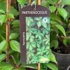 Parthenocissus 'Henryana' Chinese Virginia Creeper Climber 3Ltr Pot 2 Parthenocissus 'Henryana' Chinese Virginia Creeper Climber 3Ltr Pot -Gardenia Shop 5055028617940