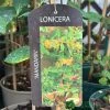 Lonicera 'Mandarin' Honeysuckle Climber 3Ltr Pot -Gardenia Shop 5055028618046