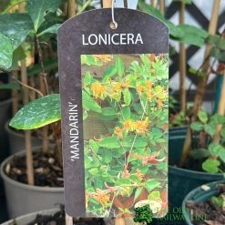 Lonicera 'Mandarin' Honeysuckle Climber 3Ltr Pot