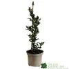 Ilex X Meserveae 'Blue Angel' Holly 3Ltr Pot -Gardenia Shop 5055028622722 f02d8215 8085 4111 af2c 5c963f3f37f4