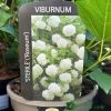 Viburnum 'Opulus Sterile' 3Ltr Pot 1 Viburnum 'Opulus Sterile' 3Ltr Pot -Gardenia Shop 5055028624009