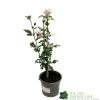 Hibiscus 'Lady Stanley' 3Ltr Pot 1 Hibiscus 'Lady Stanley' 3Ltr Pot -Gardenia Shop 5055028635029
