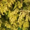 Metasequoia Glyptostroboides ‘Gold Rush’ Dawn Redwood 10Ltr Pot 1 Metasequoia Glyptostroboides ‘Gold Rush’ Dawn Redwood 10Ltr Pot -Gardenia Shop 5055028640566 6c5300b2 fa5b 48d9 8b97 c63b05634055