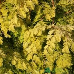 Metasequoia Glyptostroboides ‘Gold Rush’ Dawn Redwood 10Ltr Pot
