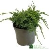 Juniper 'Holger' 3Ltr Pot -Gardenia Shop 5055028641969