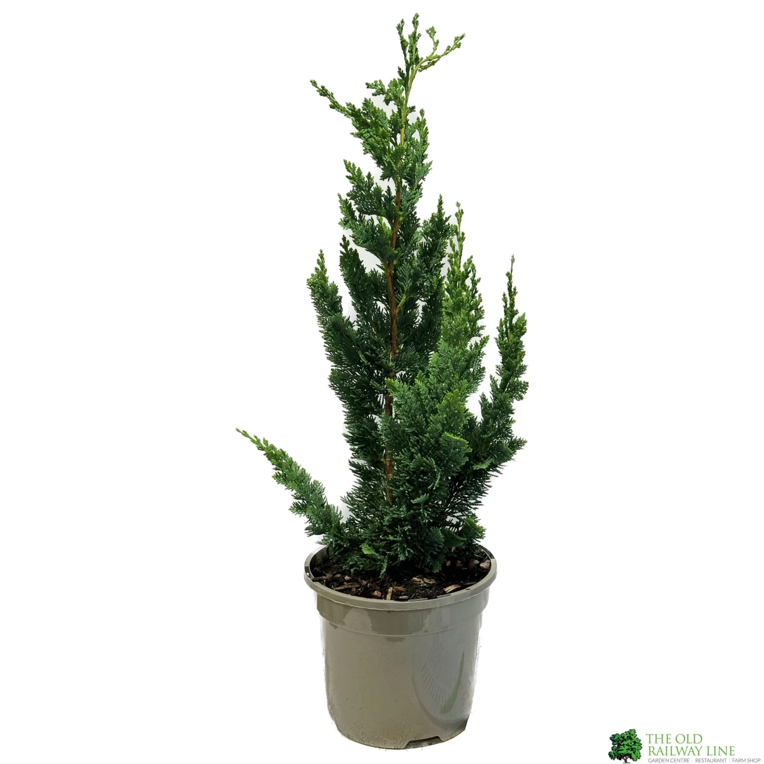 Chamaecyparis Lawsoniana 'Wisselii' 3Ltr Pot 3 Chamaecyparis Lawsoniana 'Wisselii' 3Ltr Pot