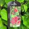 Akebia 'Tifoliata' Chocolate Vine 3Ltr Pot 1 Akebia 'Tifoliata' Chocolate Vine 3Ltr Pot -Gardenia Shop 5055028643710