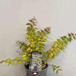 Kolkwitzia 'Maradco' Plant 3Ltr Pot