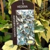 Hedera Dentata 'Variegata' Climber 3Ltr Pot -Gardenia Shop 5055028647817