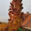 Liquidambar Styraciflua ‘Slender Silhouette’ Sweet Gum Tree 10Ltr Pot -Gardenia Shop 5055028648760 06514383 2276 4df4 872b cee95b4eda42