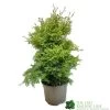 Conifer 'Squarrosa Sulphurea' Chamaecyparis Cypress 3Ltr Pot 1 Conifer 'Squarrosa Sulphurea' Chamaecyparis Cypress 3Ltr Pot -Gardenia Shop 5055028657762