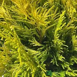 Thuja Plicata 'Goldy' Conifer 3Ltr Pot -Gardenia Shop 5055028658059 2