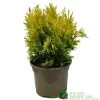 Thuja Plicata 'Goldy' Conifer 3Ltr Pot -Gardenia Shop 5055028658059 6dcaeab1 6b48 44b1 9b35 3468f22511c8