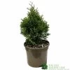Thuja Occidentalis 'Smaragd' White Cedar Conifer 3Ltr Pot 1 Thuja Occidentalis 'Smaragd' White Cedar Conifer 3Ltr Pot -Gardenia Shop 5055028659421 b637aabe aaf6 4e58 93af 92308458436e