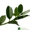 Ilex X Koehneana 'Chestnut Leaf' Holly 2m Tall -Gardenia Shop 5055028663077