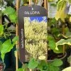 Fallopia 'Baldschuanica' Russian Vine Climber 3Ltr Pot -Gardenia Shop 5055028663237