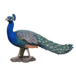Vivid Arts 85cm Peacock - XRL-PCOK-A