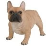 Vivid Arts 50cm Gold French Bulldog - XRL-FRBD-A -Gardenia Shop 5055195025616