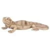 Vivid Arts 28cm Bearded Lizard - PZ-LIZD-F 1 Vivid Arts 28cm Bearded Lizard - PZ-LIZD-F -Gardenia Shop 5055195033901