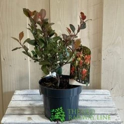 Photinia X Fraseri 'Little Red Robin' 3Ltr Pot (NL) 7 Photinia X Fraseri 'Little Red Robin' 3Ltr Pot (NL) -Gardenia Shop 5055286310355 2