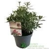 Pieris 'Polar Passion' 3Ltr Pot (NL) -Gardenia Shop 5055286310560