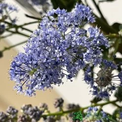 Ceanothus Thyrsiflorus 'Repens' Tall Standard 60cm (NL) -Gardenia Shop 5056461002041 2 68d99054 d8a3 4971 b592 3d9866ea0400