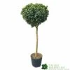 Ilex ? Meserveae 'Blue Maid' 90cm Stem -Gardenia Shop 5056461015140