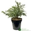 Eucalyptus Gunni 5Ltr Pot -Gardenia Shop 5056461024333