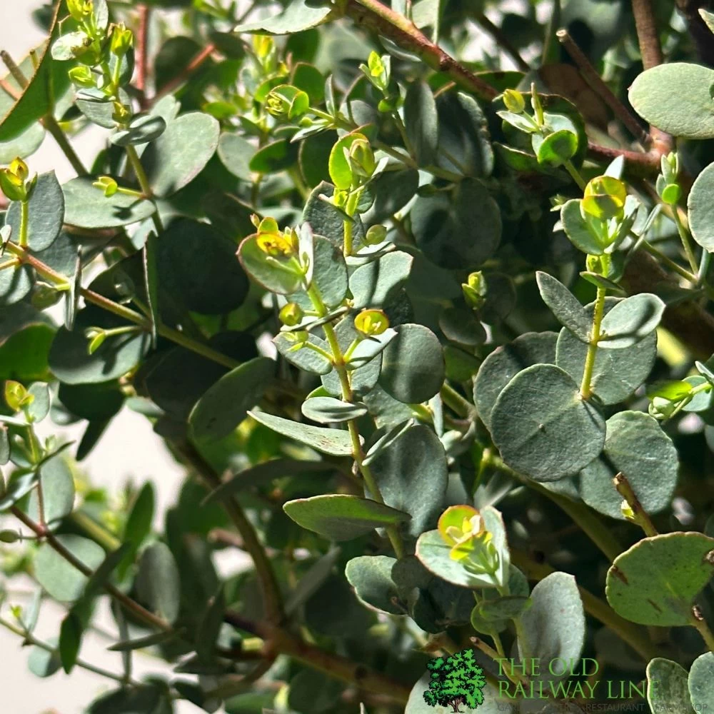 Eucalyptus Gunni 5Ltr Pot 4 Eucalyptus Gunni 5Ltr Pot - Image 2