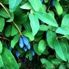 Honeyberry 'Blue Banana' Fruit Bush 3 Ltr Pot 2 Honeyberry 'Blue Banana' Fruit Bush 3 Ltr Pot -Gardenia Shop 5060016047111