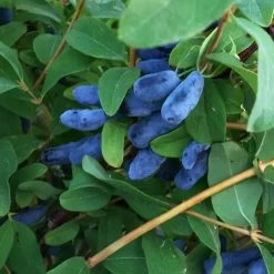 Honeyberry 'Honey Bee' 3Ltr Pot