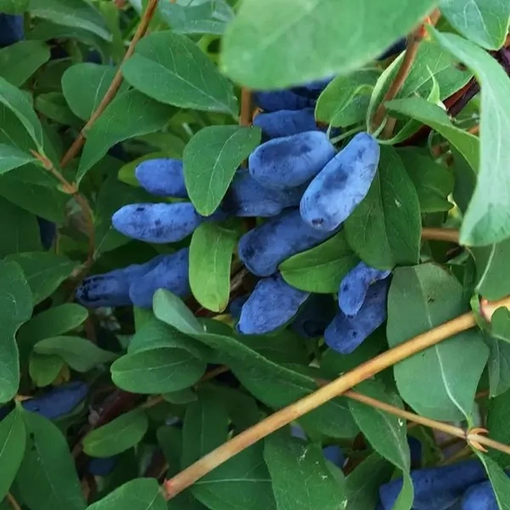 Honeyberry 'Honey Bee' 3Ltr Pot 3 Honeyberry 'Honey Bee' 3Ltr Pot