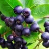 Aronia Lowberry 'Little Helpers' 3Ltr Pot -Gardenia Shop 5060016048163