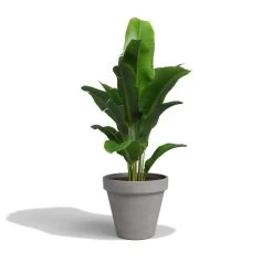 Gardenia Shop -Gardenia Shop 5600837330353 1