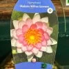 Water Lily Nymphaea Madame Wilfron Gonnere Pond Plant 3Ltr Pot -Gardenia Shop 755598910261