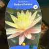 Water Lily Nymphaea Barbara Dobbins Pond Plant 3Ltr 1 Water Lily Nymphaea Barbara Dobbins Pond Plant 3Ltr -Gardenia Shop 755598930863