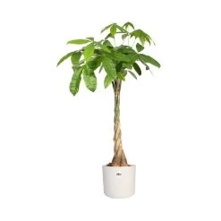 Elho 25cm White B.For Soft Round Pot -Gardenia Shop 8711904229610 3