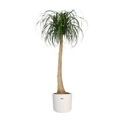 Elho 25cm White B.For Soft Round Pot -Gardenia Shop 8711904229610 4