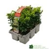 Buxus Sempervirens 6 Pack Of Plants