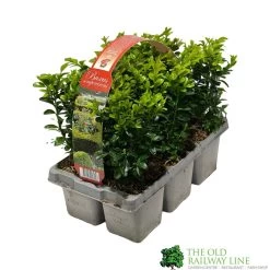 Buxus Sempervirens 6 Pack Of Plants