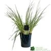 Pampas Grass 'Selloana Pumila' Cortaderia 23cm Pot -Gardenia Shop 8712756595342 f9fde825 fb9c 4de1 be88 853b6caf120a